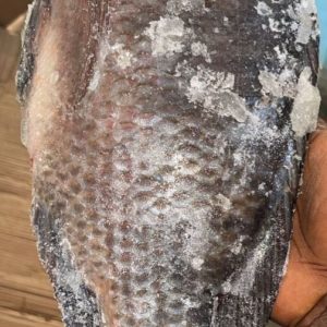 TILAPIA 10KG