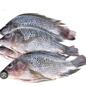TILAPIA 20KG